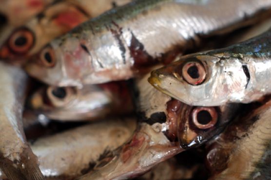 Fresh Anchovies Marinated In Salsa Verde