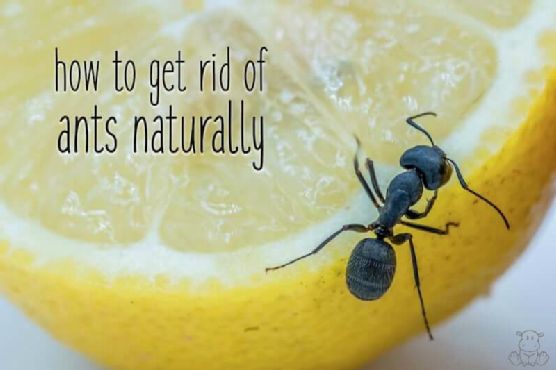 How To Get Rid of Ants Naturally