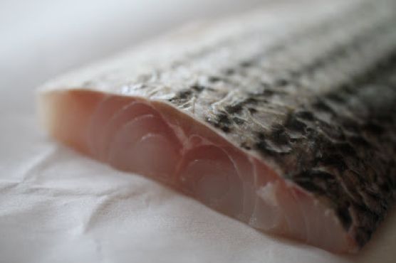 Pan Fried Striped Bass