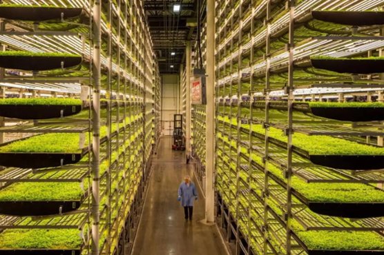 AeroFarms Files For Bankruptcy, JBS Is Building a Cultivated Meat Factory + More
